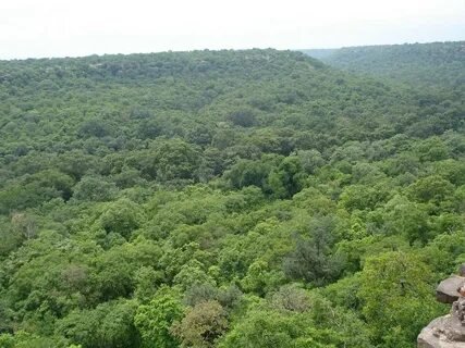 Dense Sal Forests of madhya-pradesh